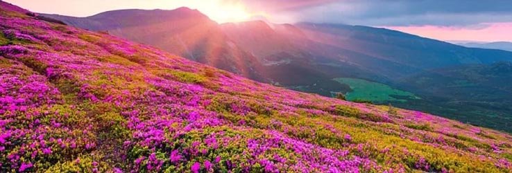 Valley of Flowers in Chamoli