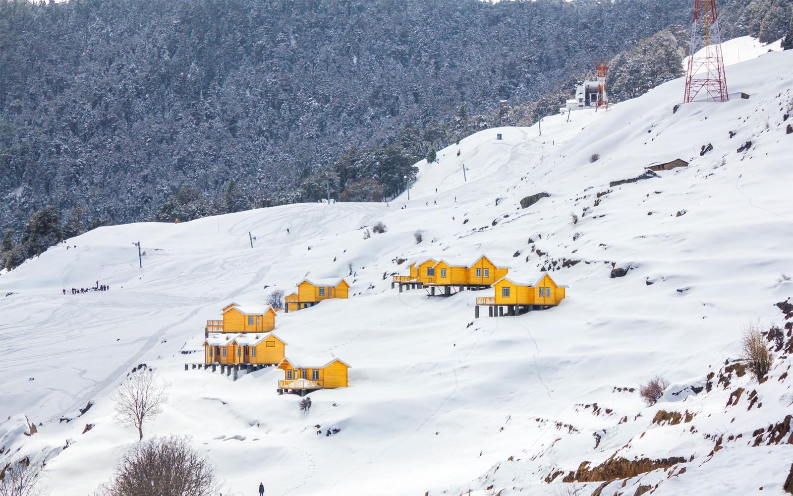 Auli