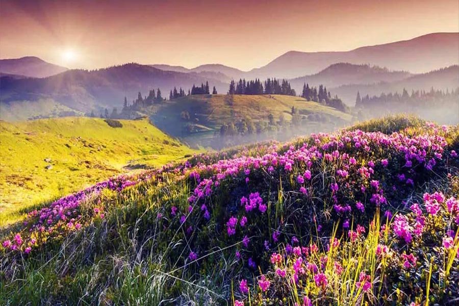 Valley of Flowers Journey