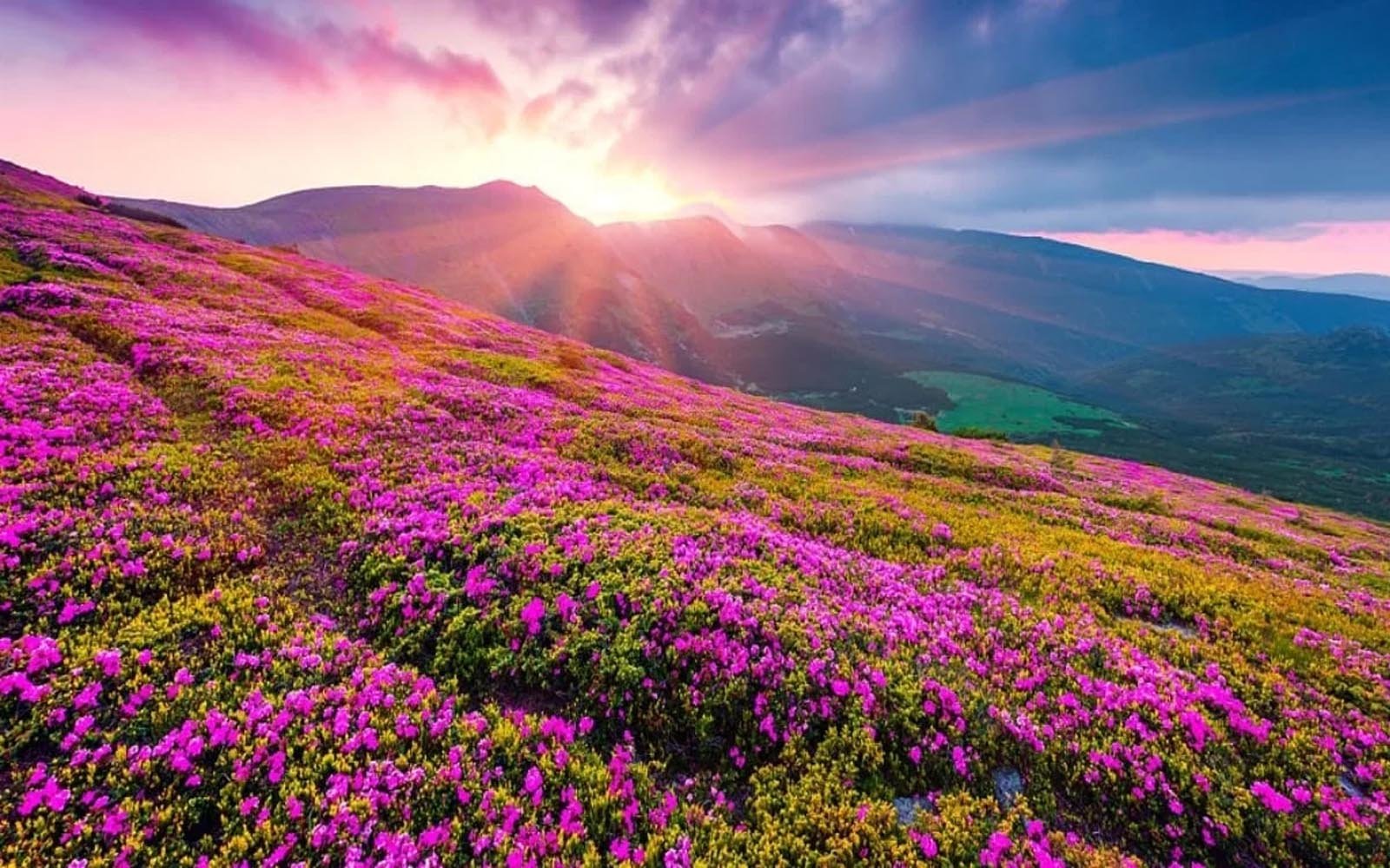 Valley of Flowers in Chamoli