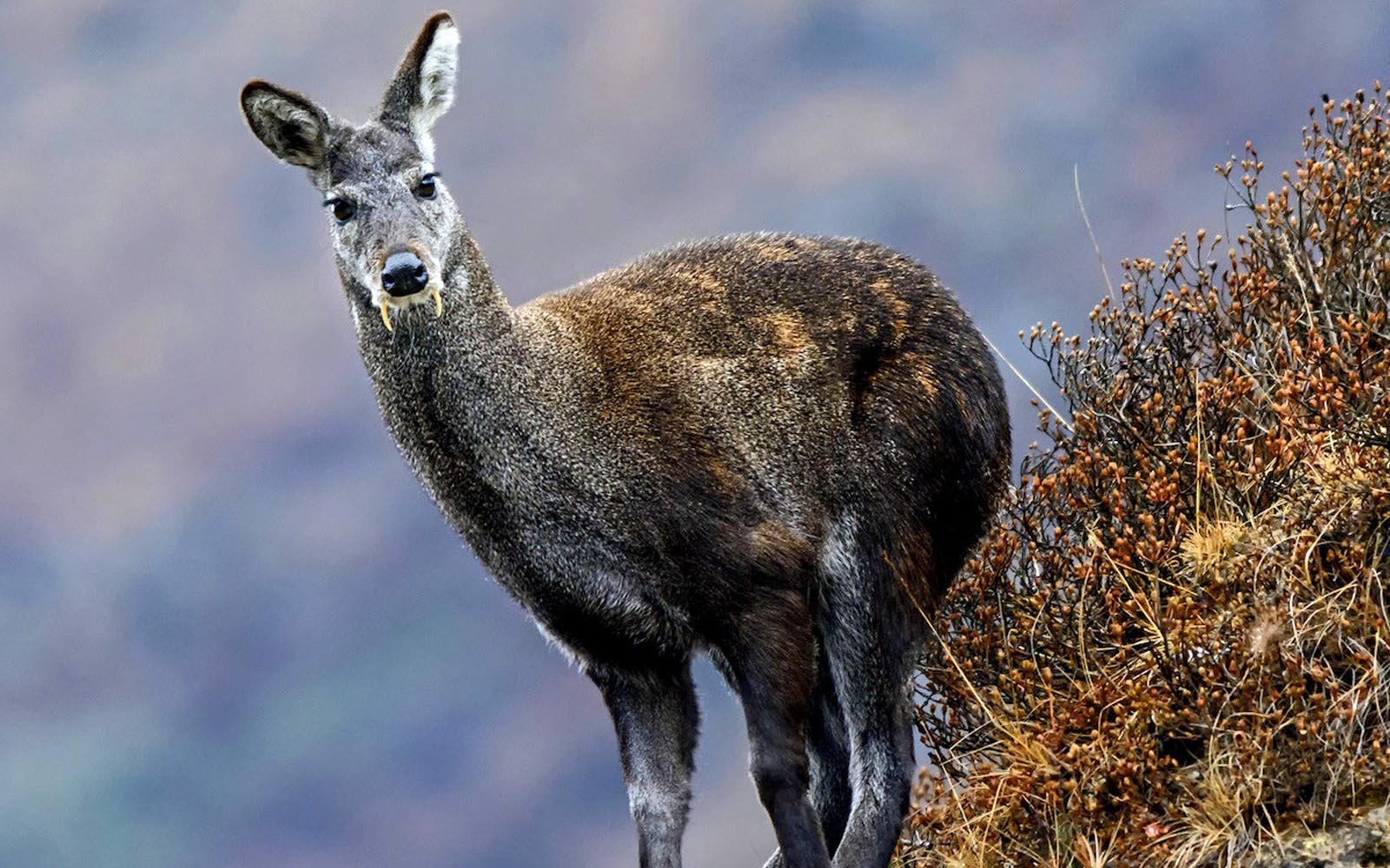 Himalayan wildlife landscape