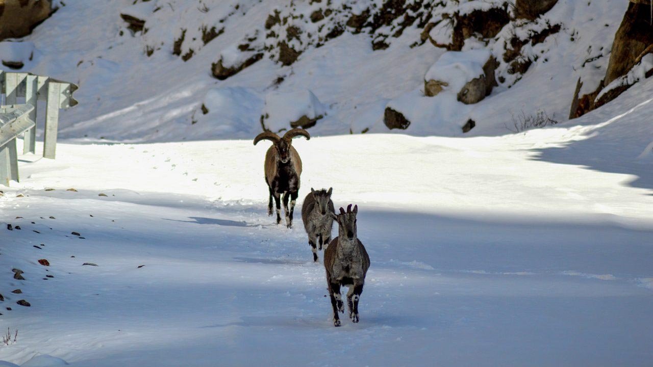 Wild Himalayan landscape of Chamoli